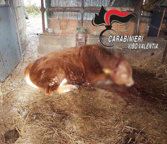 Furto andato male, ladri uccidono cavallo e feriscono a colpi d’accetta bue