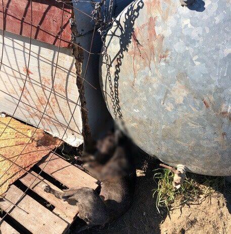 Calabria, cane soffocato da catena, denunciato 25enne