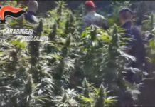 Scoperta piantagione di marijuana, arrestate 3 persone
