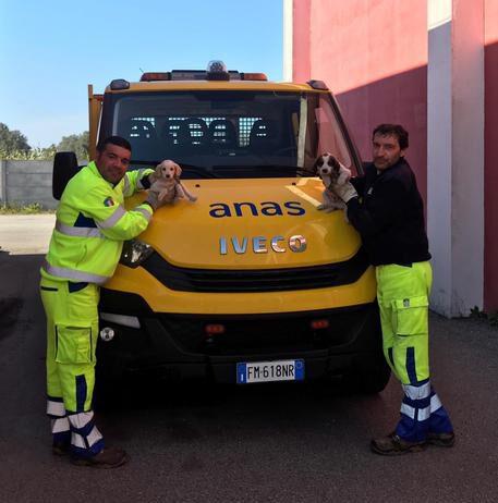 Cuccioli di cane abbandonati in strada, salvati da due cantonieri