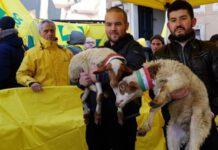 Coldiretti: Sos pastori, domani a Reggio Calabria arriva il primo Pecorino Day