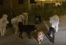 Randagismo in Calabria, sei cani avvelenati