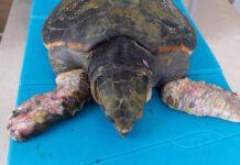 Calabria: Soccorsa tartaruga caretta caretta, rischia amputazioni