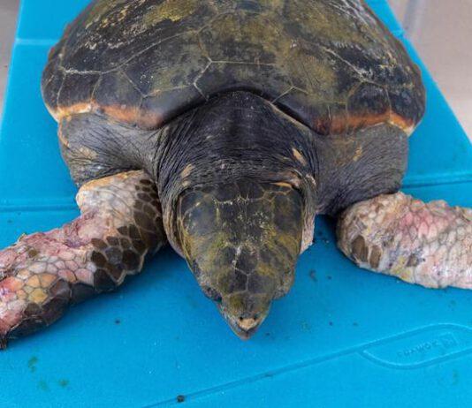 Calabria: Soccorsa tartaruga caretta caretta, rischia amputazioni