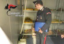 Ispezione in ristorante, topi ed escrementi tra le pietanze