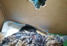 Taurianova- maltrattamenti e crudeltà su animali. Gatto ricoperto da catrame bollente