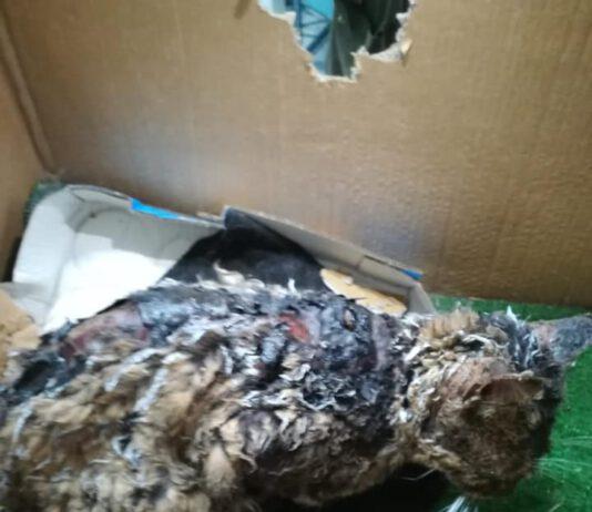 Taurianova- maltrattamenti e crudeltà su animali. Gatto ricoperto da catrame bollente