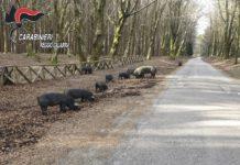 Pascolo abusivo all’interno del Parco Nazionale d’Aspromonte, un deferimento