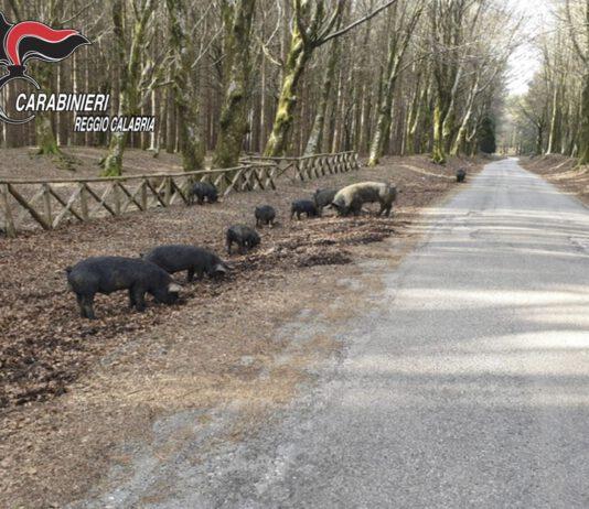 Pascolo abusivo all’interno del Parco Nazionale d’Aspromonte, un deferimento