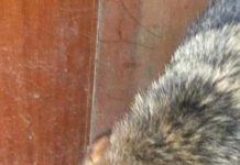 Palmi- maltrattamenti su animalii: cagnolina con muso legato con fil di ferro