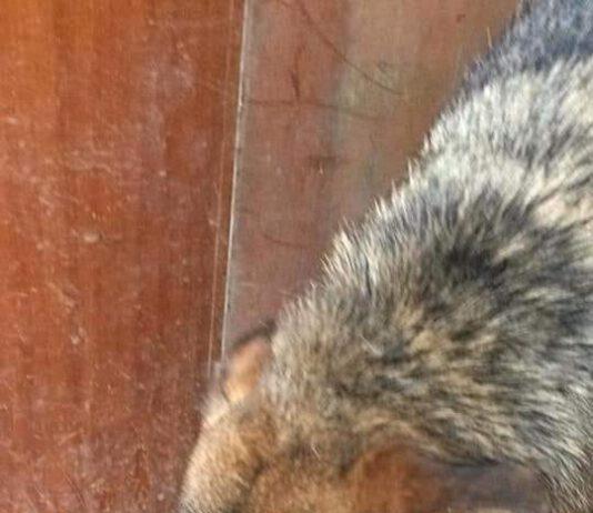 Palmi- maltrattamenti su animalii: cagnolina con muso legato con fil di ferro