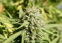 Cannabis light, il 31 maggio la Cassazione deciderà sulla liceità del mercato. Marola: “Questo strano Governo ha due visioni opposte sulla legalizzazione”.