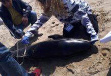 Esemplare raro di delfino morto in Calabria