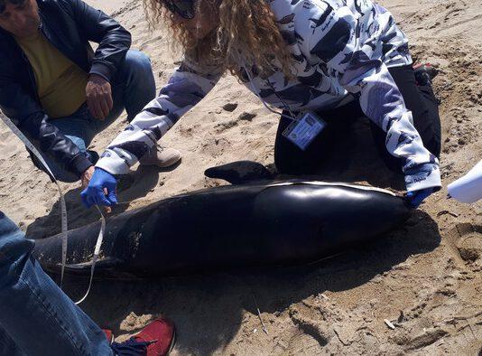 Esemplare raro di delfino morto in Calabria