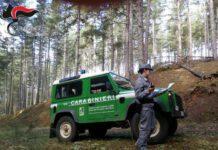 Carcasse di bovini smaltite illegalmente