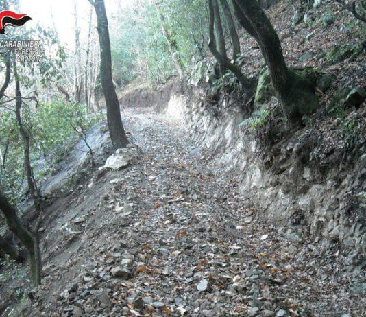 Apre pista abusiva in un bosco, denunciato