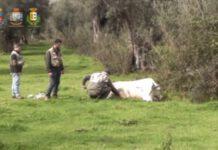 Contrasto alle vacche sacre: continuano i servizi della “Task Force” Interforze