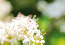 Coldiretti Calabria, SOS miele: sofferenza api e cambiamenti climatici causano bassa produzione miele. Fare attenzione all’indicazione di origine