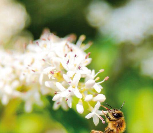 Coldiretti Calabria, SOS miele: sofferenza api e cambiamenti climatici causano bassa produzione miele. Fare attenzione all’indicazione di origine