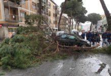 Grosso ramo si stacca da albero e cade su auto, illesa donna