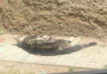 Gioia Tauro, bidello uccide gattino a bastonate davanti bimbi- La denuncia di Marziale