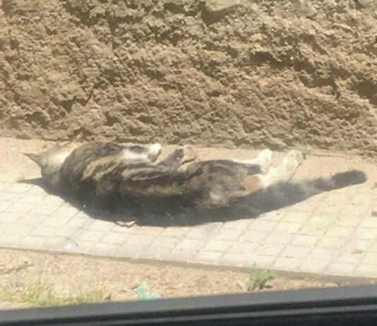 Gioia Tauro, bidello uccide gattino a bastonate davanti bimbi- La denuncia di Marziale