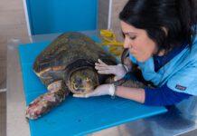 Afrodite non ce l’ha fatta! E’ morta la tartaruga marina che aveva commosso l’Italia intera