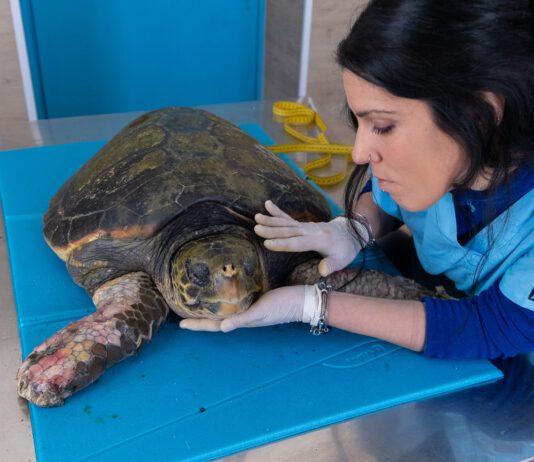 Afrodite non ce l’ha fatta! E’ morta la tartaruga marina che aveva commosso l’Italia intera