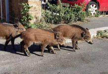 Cinghiali danneggiano parte di cimitero