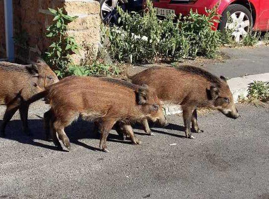 Cinghiali danneggiano parte di cimitero