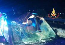 Auto investe cavallo, un ferito