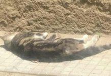 Gatto ucciso a bastonate a Gioia Tauro, parla il legale del bidello: “Il gatto è morto per ferite riportate in palestra”