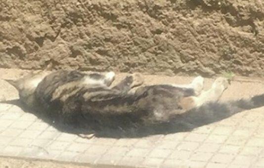 Gatto ucciso a bastonate a Gioia Tauro, parla il legale del bidello: “Il gatto è morto per ferite riportate in palestra”
