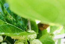 Zmedica- gelso bianco perchè mangiarlo