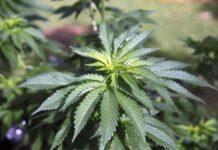 Cassazione: stop alla vendita di cannabis light