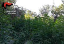 Rinvenuta prima piantagione di canapa indiana dell’anno 2019