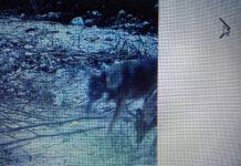 Coldiretti: allarme lupi alle porte di Catanzaro. Le fototrappole li hanno “immortalati”