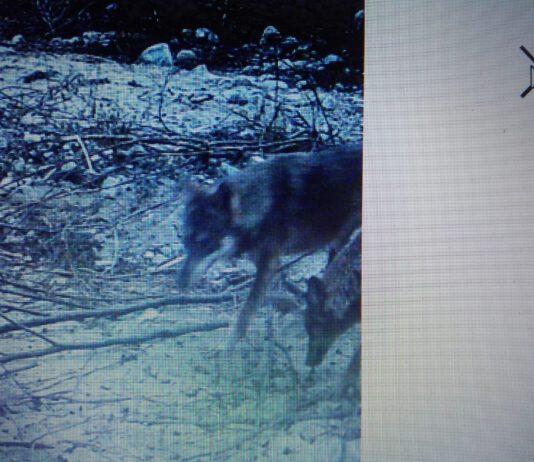 Coldiretti: allarme lupi alle porte di Catanzaro. Le fototrappole li hanno “immortalati”
