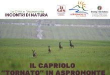 Incontri di Natura giovedì 23 maggio , il ritorno del Capriolo in Aspromonte