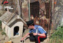 Cucciolo di cane maltrattato, denunciato padrone