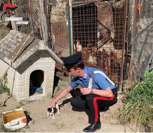 Cucciolo di cane maltrattato, denunciato padrone