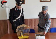 Maltrattamento di animali, una denuncia