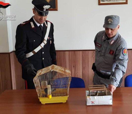 Maltrattamento di animali, una denuncia