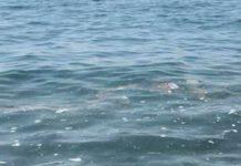 Mare sporco: “L’amore per i nostri luoghi ci porta a segnalare e denunciare gli scempi”