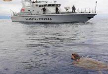 Gioia Tauro, tartaruga caretta caretta soccorso al largo del Porto
