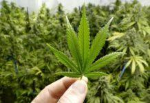 Cannabis light, controlli nei negozi da parte di Polizia Carabinieri e Finanza