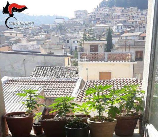 Trovato in casa con olte 60 piante di marijuana, arrestato