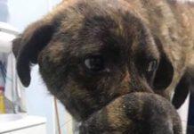 Sant’Elia, rivenuto cane con muso legato con fil di ferro