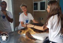 Il Centro Recupero Tartarughe Marine di Brancaleone annuncia la sua riapertura