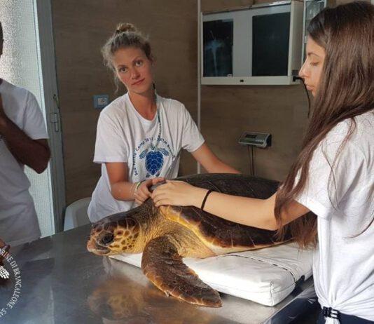 Il Centro Recupero Tartarughe Marine di Brancaleone annuncia la sua riapertura